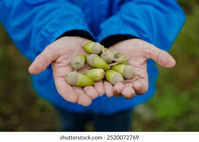 Horizontal close-up of an unrecognizable boy's hands holding green acorns freshly picked from a holm oak tree outdoors in the countryside in Spain. Healthy lifestyle and organic nutrition - Powered by Shutterstock