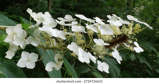 Horizontal Closeup Of White Oakleaf Hydrangea Flowers With Brown Fuzzy Caterpillar And Blurred Forest Background 