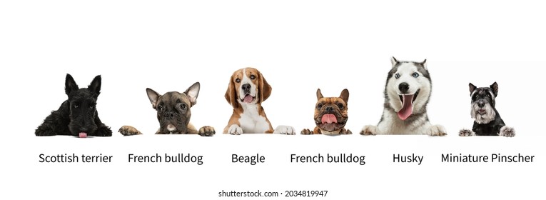 Horizontal collage of popular purebred dogs isolated over white studio background. Set of large and small animals with signs of breed names. Concept of beauty, pets love, education, animal life.