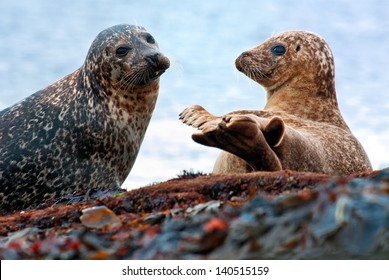 horizontal color image of common seals relaxing