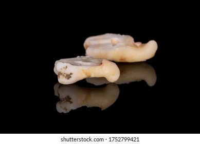 233 Curved tooth roots Images, Stock Photos & Vectors | Shutterstock