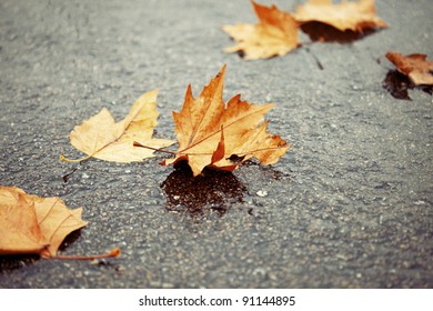 Horizontal color image of some brown and yellow autumn leaves on a wet and watery ground. Winter image with a touch of solitude and serenity.