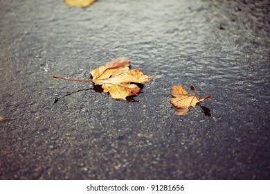 Horizontal color image of some brown and yellow autumn leaves laying on the ground on a cold rainy day. Peaceful image with a mix of warm vibrant colors and a cold feeling.