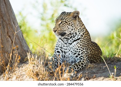 A horizontal, colour image of a large leopard resting on a rise beside a tree.