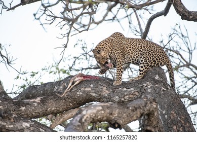 A horizontal, colour image of a leopard, Panthera pardus, in a tree, cleaning up over the remains of its latest kill, at Djuma Private Game reserve, South Africa. - Powered by Shutterstock