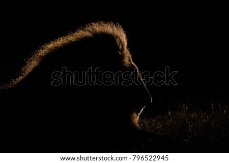 A horizontal, colour image of a sleeping male lion, Panthera leo, his golden mane lit like a halo in the beam of a spot light from behind in the Greater Kruger Transfrontier park, South Africa.
