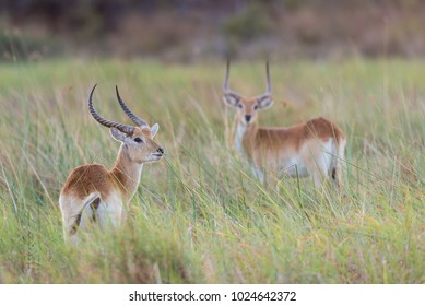 A horizontal, colour image of two red lechwe, Kobus leche, standing alert in tall green grass in the Khwai concession, Okavango Delta, Botswana.