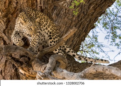 Horizontal, Colour Image Of A Young Female Leopard Crouching In Tree, Panthera Pardus, Carefully Climbing Tree With Paw Bend Stalking Focussed In The Kgalagadi, South Africa, Low Angle Photography 