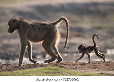 A horizontal, colour photo of a baboon, Papio ursinus, and her young baby walking along the edge of a muddy pool of water in back light in Chobe National Park, Botswana.