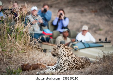 A horizontal, colour photograph of an in-focus leopard resting on a rise in the foreground with a safari vehicle filled with tourists looking on in the background, at Elephant Plains, South Africa.