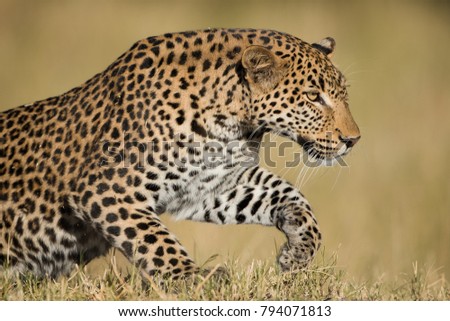 A horizontal, colour photograph of a stunning male leopard, Panthera pardus, getting ready to pounce in golden light in the Okavango Delta, Botswana.