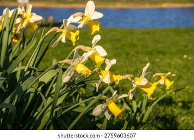 Horizontal composition of daffodils with blurred river background. Bright spring landscape with soft natural light.