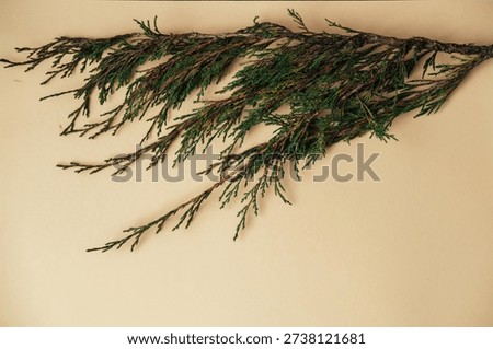 Horizontal Composition Emphasizes Calmness And Elegance Of Elongated Cedar Silhouette