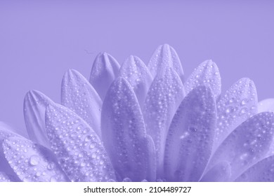 Horizontal composition of flower petals with dew. Macro shooting. Copy space.