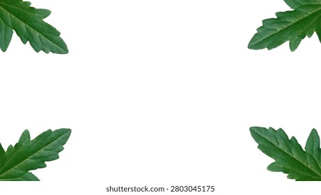 Horizontal Corner Frame Layout of Serrated Green Leaves on an Isolated White Background with Wide Center Copy Space, Minimalist Botanical Border for Elegant Invitations, Eco Branding, and Advertising Slides