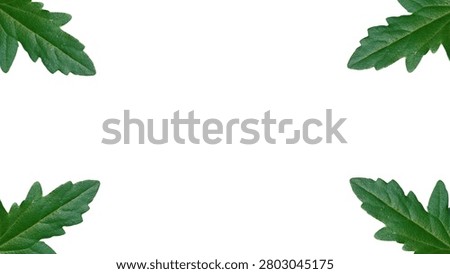Horizontal Corner Frame Layout of Serrated Green Leaves on an Isolated White Background with Wide Center Copy Space, Minimalist Botanical Border for Elegant Invitations, Eco Branding, and Advertising Slides