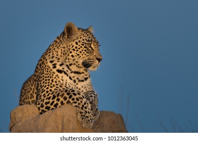 A Horizontal, Cropped, Colour Image Of A Leopard, Panthera Pardus, Resting On A Termite Mound Against A Blue Sky In The Greater Kruger Transfrontier Park, South Africa.