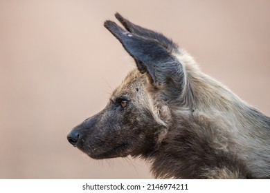 Horizontal, cropped, side view color image of an African wild dog, looking intently with shallow depth of field