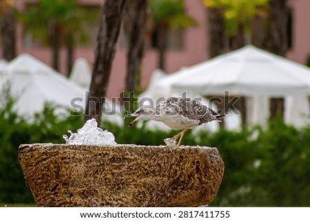 Horizontal eye level close up shot of a juvenile seagull drinking water from a stone fountain at a seaside resort