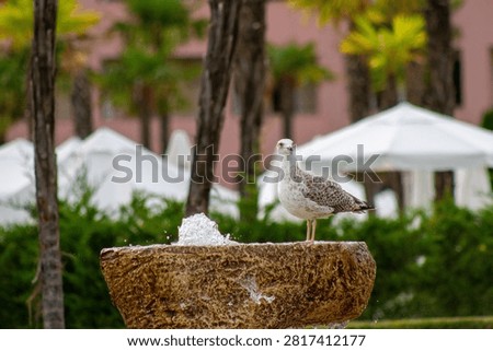 Horizontal eye level close up shot of a juvenile seagull standing on a stone drinking fountain at a seaside resort