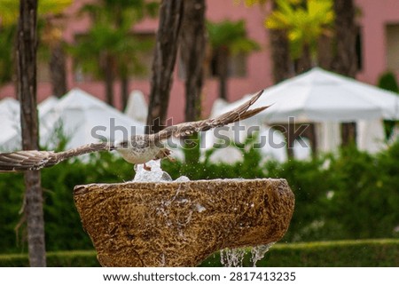 Horizontal eye level close up shot of a juvenile seagull taking flight from a stone fountain with water splashing around