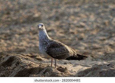 Horizontal eye level medium shot of a young seagull standing on a sandy beach