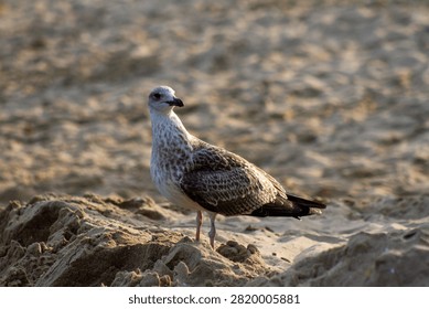 Horizontal eye level medium shot of a young seagull standing on a sandy beach looking back