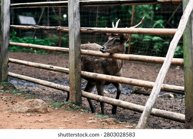 A horizontal, eye-level shot capturing a beautiful male deer (stag or buck) with sharp antlers standing behind a rustic bamboo and wooden fence structure. The deer rests its chin gently over one of the horizontal bamboo rails, looking alertly toward the left side of the frame. It features a coarse, textured dark brown coat that stands out against the muddy, earth-toned ground of its enclosure. In the foreground, patches of dirt, scattered rocks, and light greenery lead the eye toward the animal. The background reveals lush green tropical foliage and a wire mesh secondary fence under soft, diffused natural light, emphasizing a tranquil yet captivated moment of wild fauna in a sanctuary setting.