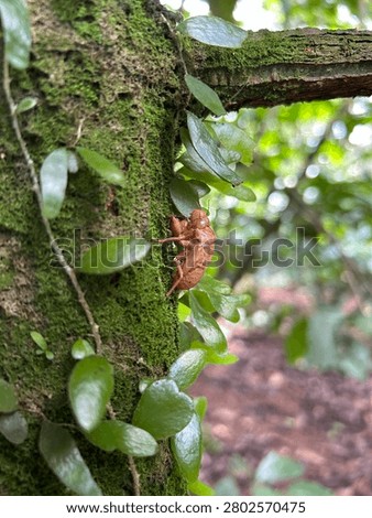 Horizontal eye-level shot of an empty cicada nymph shell clinging to a tree trunk covered with green moss and climbing vines