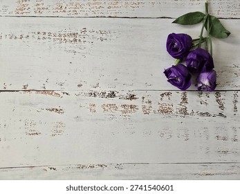 Horizontal Flat Lay Of Small Violet Rosettes On A White Wooden Background