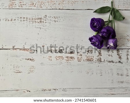 Horizontal Flat Lay Of Small Violet Rosettes On A White Wooden Background