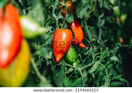 Similar – Foto Bild Paprika Capsicum wächst im Gewächshaus