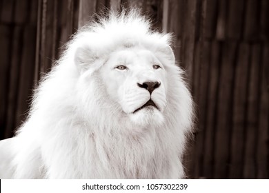 male white lion