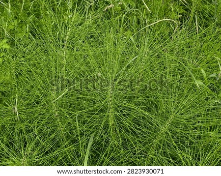 Horizontal full frame background of wood horsetail (Equisetum sylvaticum) with fine, needle-like green whorled branches.
