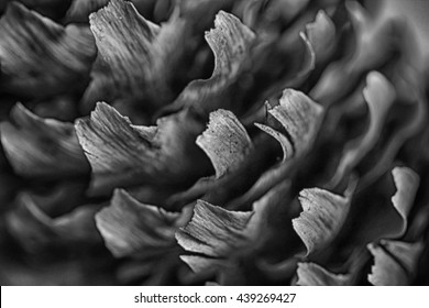 Horizontal full frame macro of a cone.