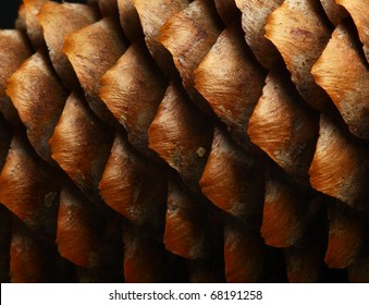 horizontal full frame macro of a cone