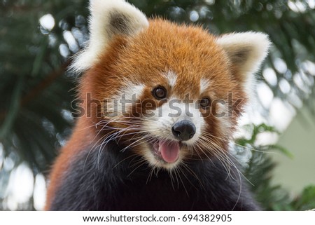 Horizontal full length Closeup shot Red panda bear playing on a tree trunk. Face of a red panda bear showing its tongue