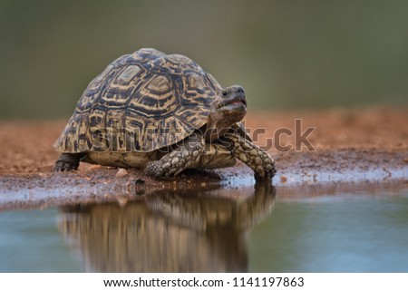 A horizontal, full length, colour image of a leopard tortoise, Geochelone pardalis, drinking at a still waterhole in the Karongwe conservancy, South Africa.