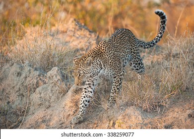 A horizontal, full length, colour photograph of a small leopardess,  ears back and eyes forward as she walks through dry earth and grass at Elephant Plains, Sabi Sands Game Reserve, South Africa. - Shutterstock ID 338259077