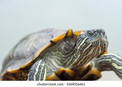 Horizontal full length Macro close up focus shot of a painted turtle on a pond. Macro shot of turtle while walking on a brown pebbles in a pond