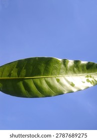 Horizontal green leaf with sunlight reflection and water spots against a clear blue sky. Close up nature shot with minimalist composition.