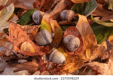 Horizontal image of acorn nuts from an oak tree nestled in colorful leaves in autumn colors.