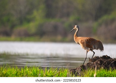 Horizontal image of an adult Sandhill Crane (Grus canadensis)descending a mound of earth by open water at Hullet Marsh Wildlife Management Area, Ontario, Canada - Shutterstock ID 2225810123