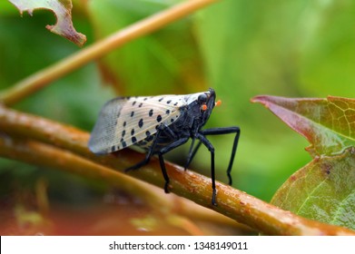 Lanternflies Images, Stock Photos & Vectors 