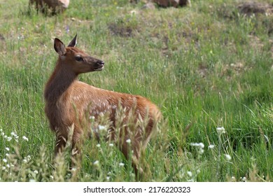 Horizontal Image Of Baby Elk