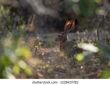 A Horizontal Image Of A Black Tailed Jackrabbit Taken From A Point Of View Near The Ground.