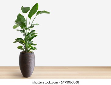 horizontal image of a bright living room with a large tropical houseplant, giant white bird of paradise, strelitzia nicolai, copy space - Shutterstock ID 1493068868