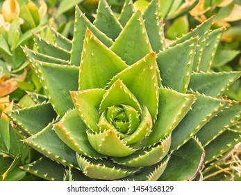 Horizontal image of a cactus with triangle shaped leaves