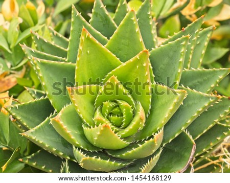 Horizontal image of a cactus with triangle shaped leaves