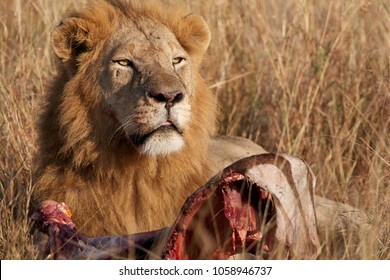 Horizontal  Image In Color Of A Majestic Male Lion Feeding On A Zebra. Taken On Safari In Africa By A Wildlife Photographer